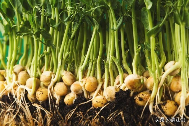 豆芽容易坏菜怎么办,豆芽生产常见问题解析