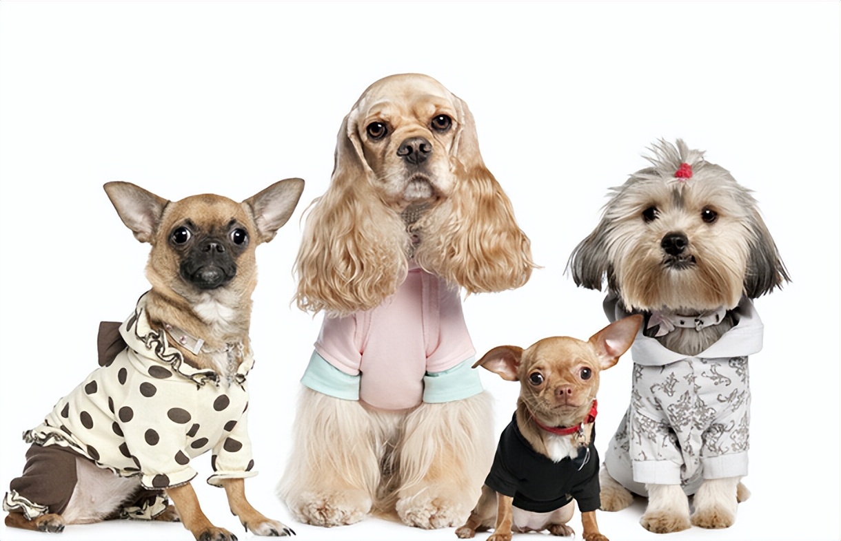 中华田园犬的血统是狗中最高贵的,中华田园犬五大名狗品种