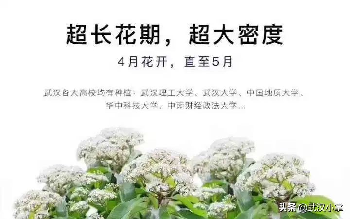 武汉必做的十件事,2017在武汉一定不可错过的10件事