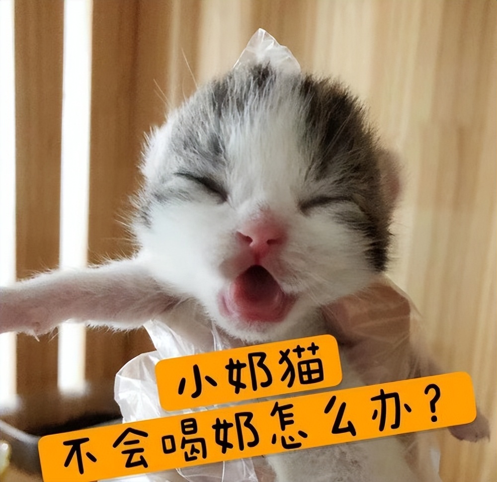 小猫不喝药怎么喂,未满月的小猫怎么喂羊奶粉