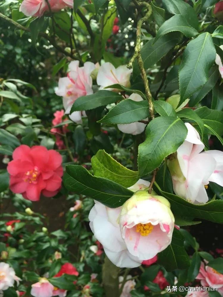 山茶花纯音乐,山茶花