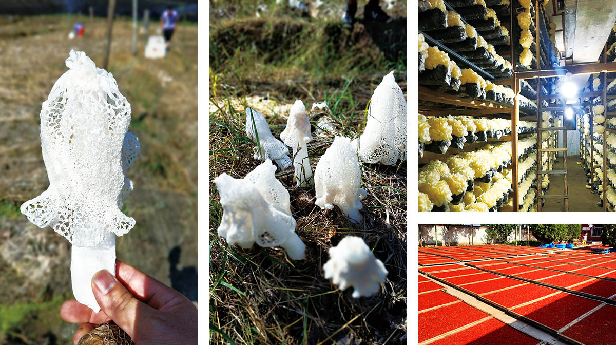重庆野山珍商贸有限公司,重庆野山珍商贸