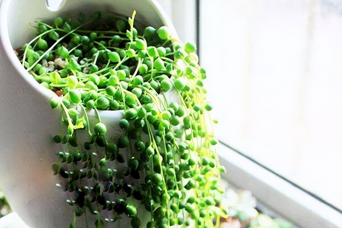 消除木蜡油家具气味,如何消除家具气味