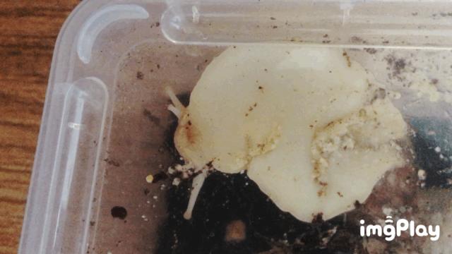 中国人为什么不吃非洲大蜗牛？因为不好吃吗