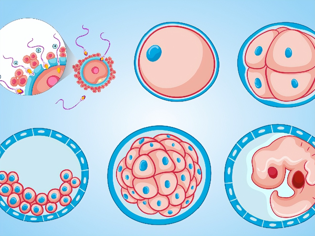 D3鲜胚：8、9、10细胞潜力对比！养出好胚胎，夫妻俩这样做