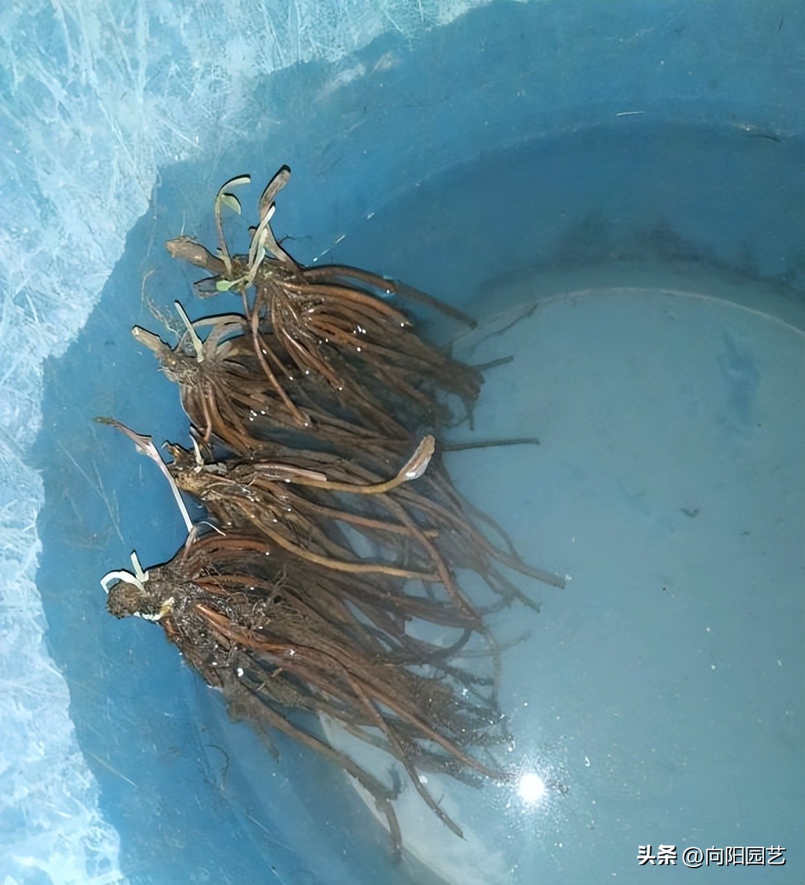 铁线莲买根的都是假的吗,网购的铁线莲没有芽点还有希望吗