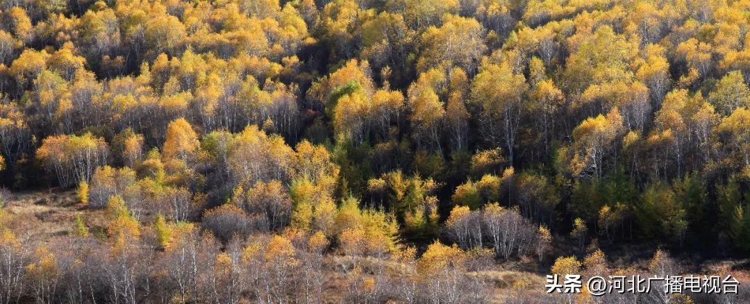 十月中旬去承德旅游,承德坝上十月一旅游攻略