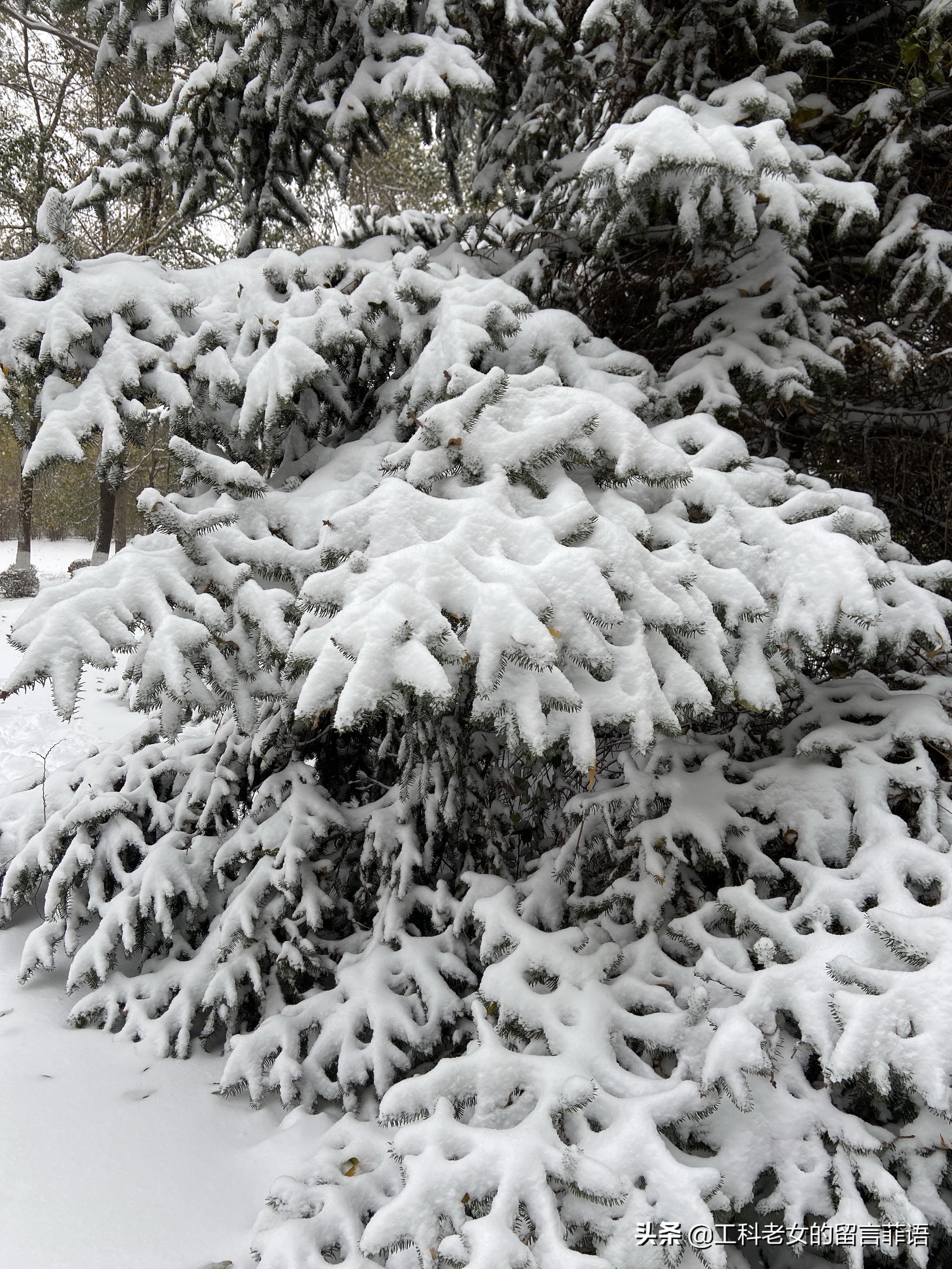 沈阳大雪压塌停车场,沈阳大雪堆雪人