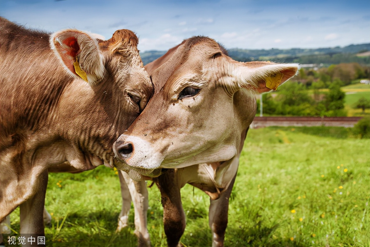 母牛不孕不育偏方，母牛屡配不孕怎么办？母牛不孕不育有几种？