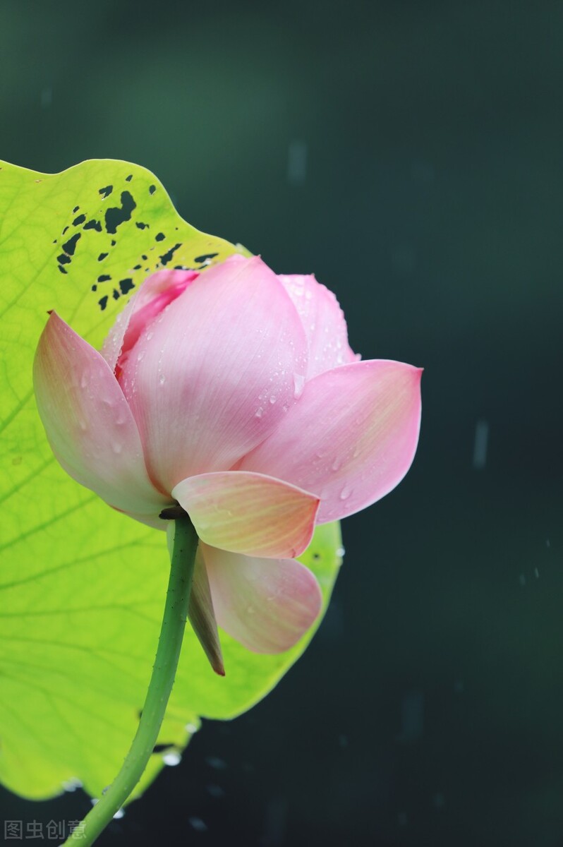 荷花图片禅意荷花,最美意境荷花图片大全