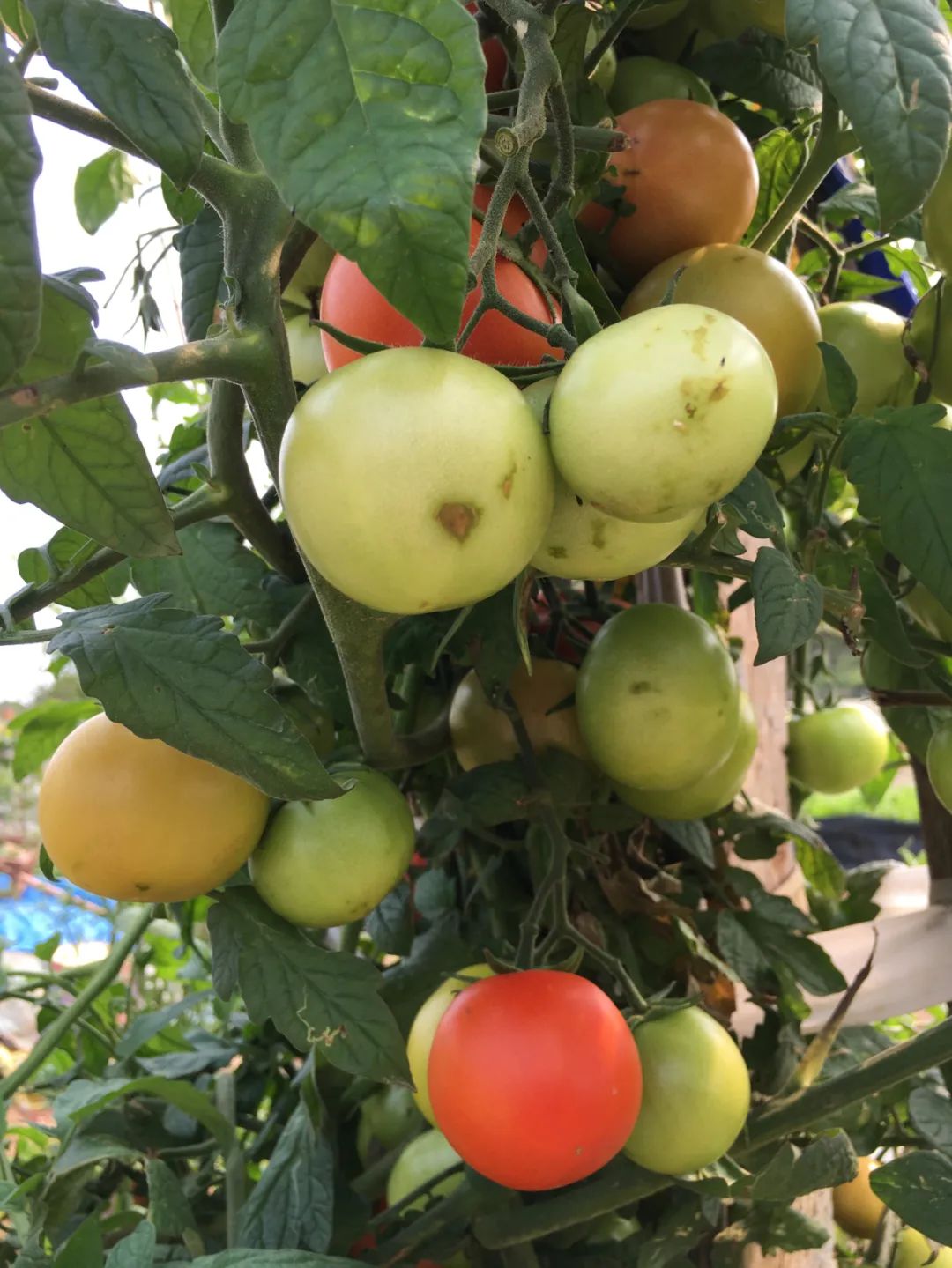 旭光车行雅迪电动车,旭光单车