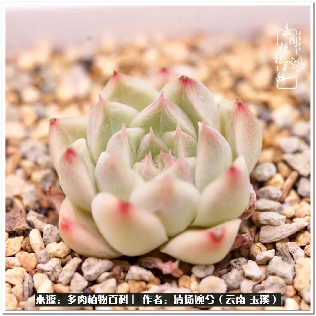 夏天好养颜值高的多肉,可爱的小多肉