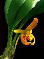 最美的100种兰花图片,欣赏一下最美的兰花