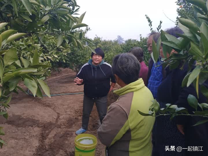 从“卖不出”到“不够卖”镇江江心洲走出困“橘”的背后