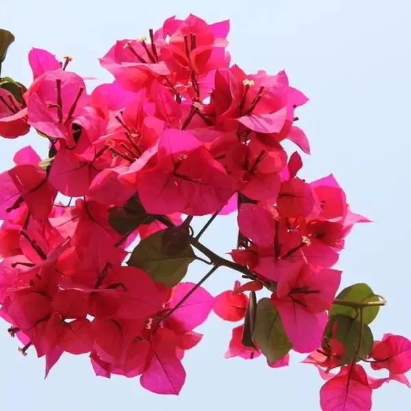 国色天香秀色可餐的美女 (秀色可餐与国色天香)