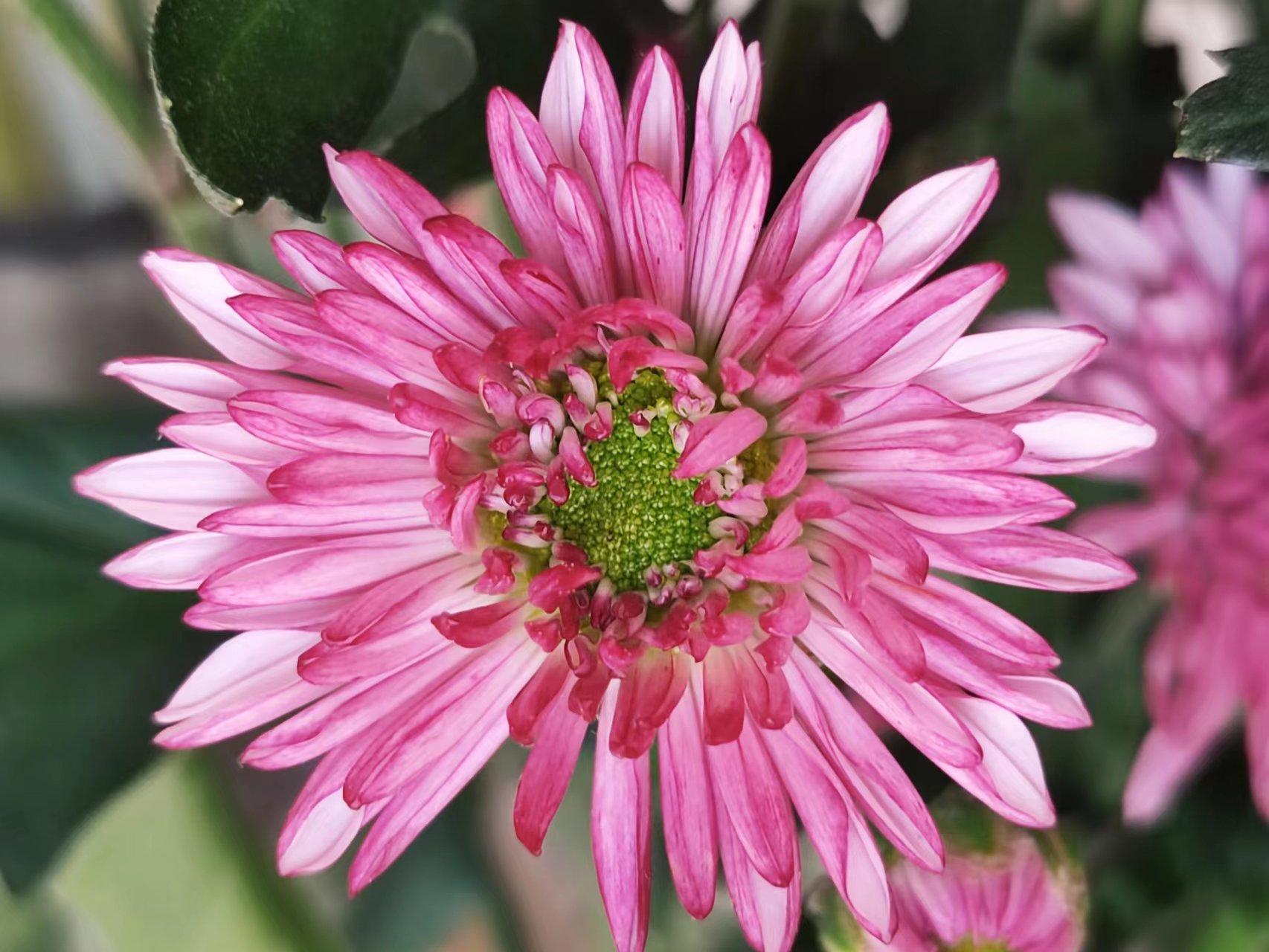 日语高考可以选什么专业,高考选化生政可选的专业