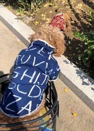 泰迪偷溜出去,泰迪偷跑出家门