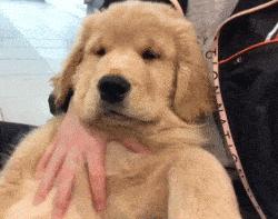 什么狗最忠诚最护主和凶猛又好养,这几种狗一旦抛弃很难独自活下去