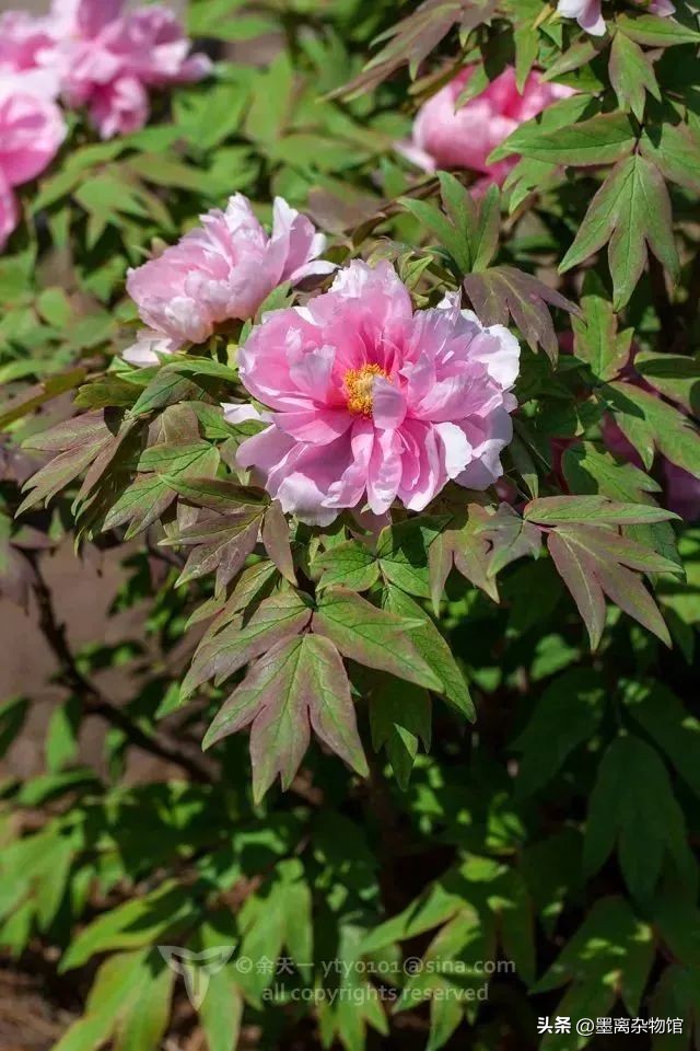 国花牡丹的历史起源,中国国花为啥是牡丹