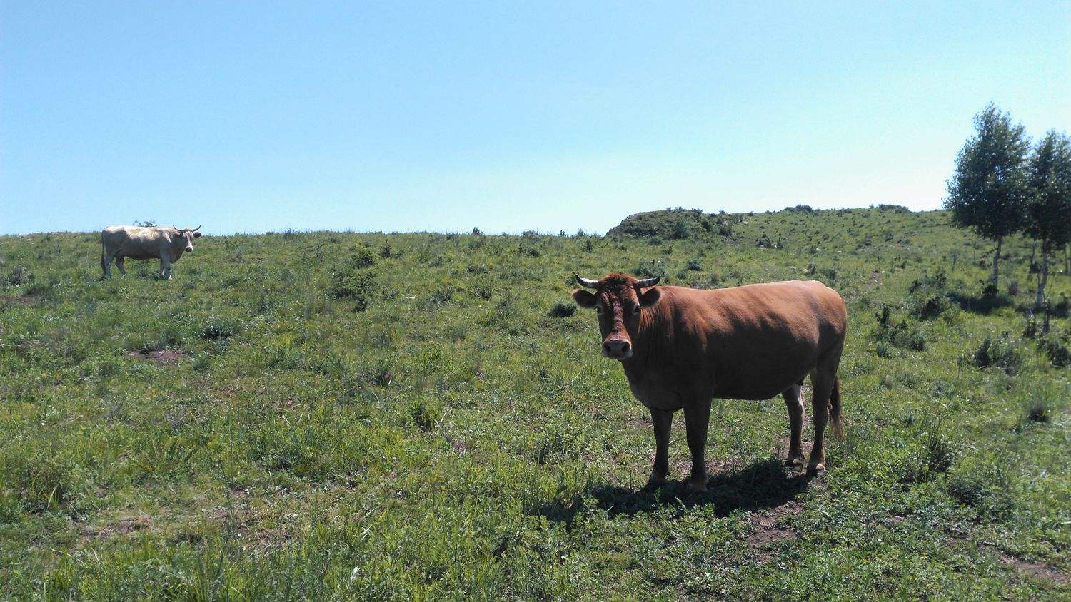 牛不吃什么原因最简单解决方法,牛突然不怎么吃不怎么喝水了