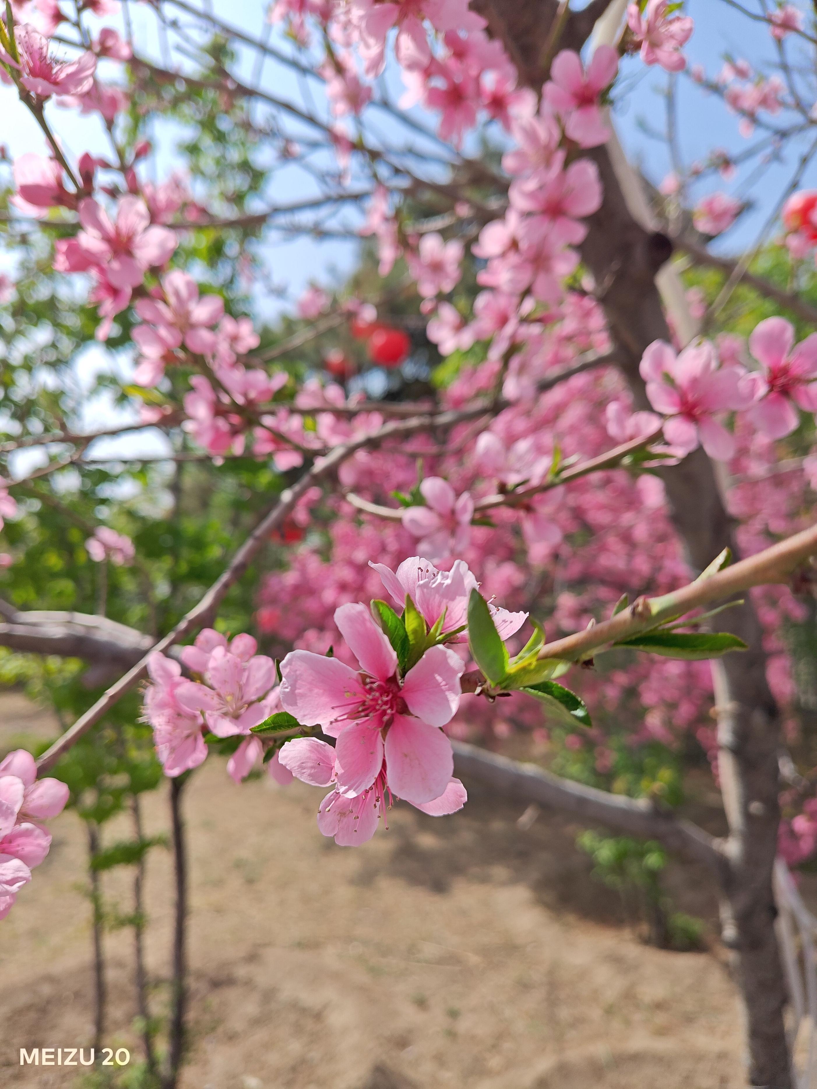 魅族20值得购买吗有啥缺点,魅族20全系列深度测评