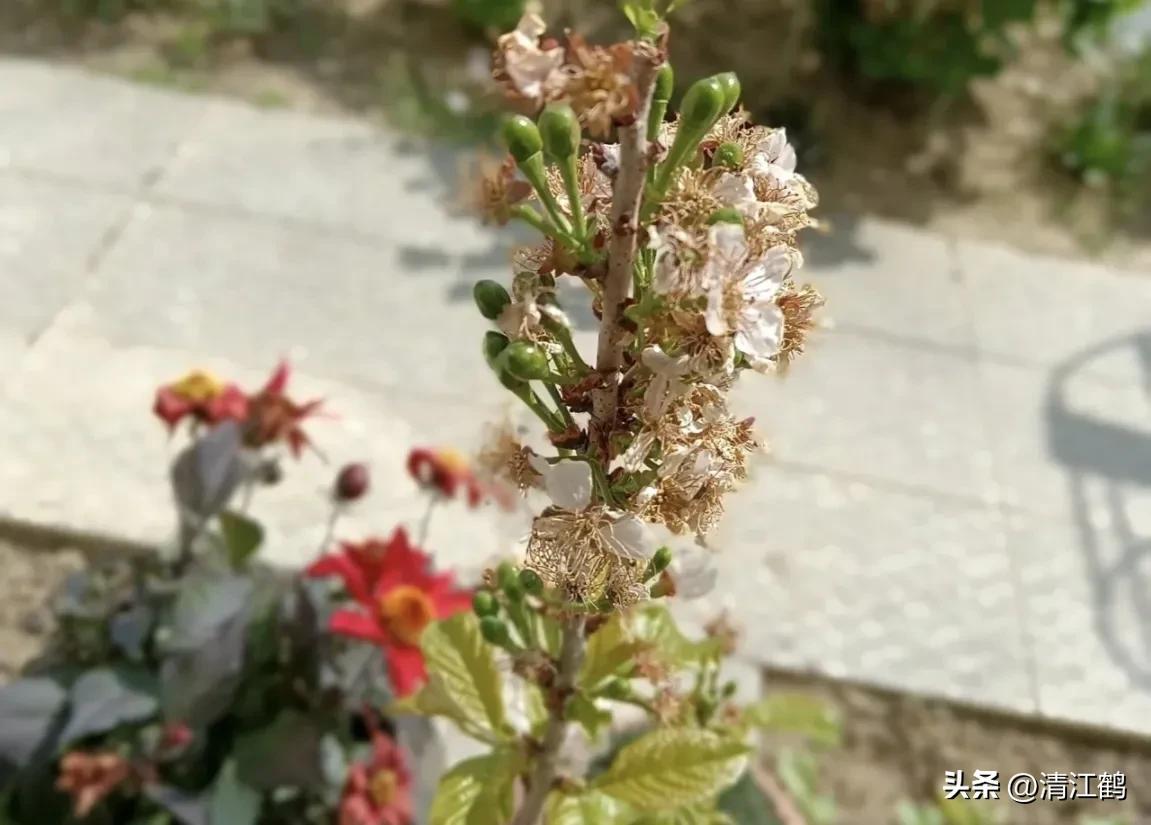 樱桃好吃树难栽完整故事,樱桃好吃树难栽家常版完整版