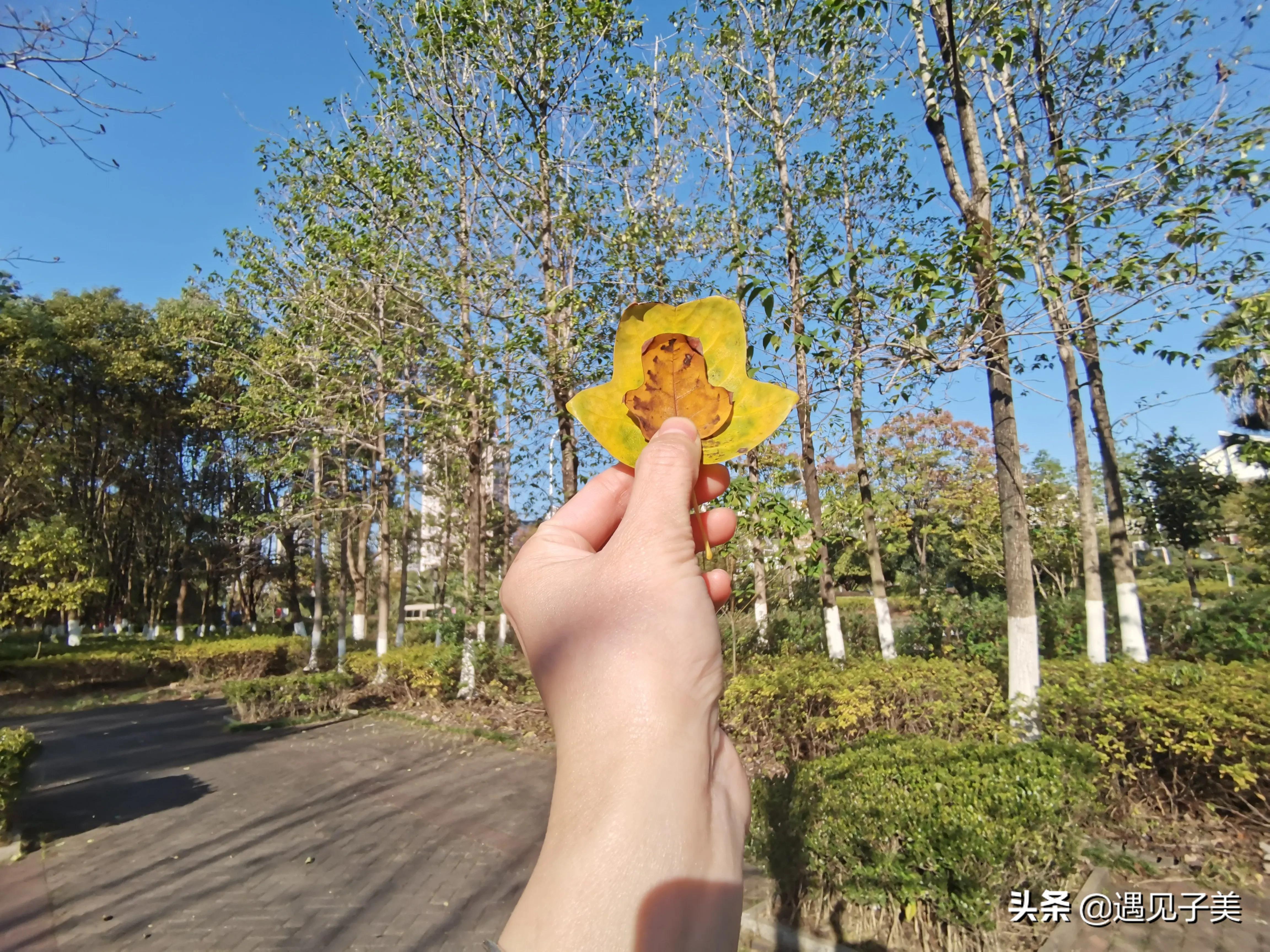 冬日的阳光哲理散文,赞美冬季阳光优美的散文