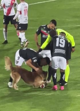 小狗进足球场扑球,狗子闯进足球场带球过人成功射门