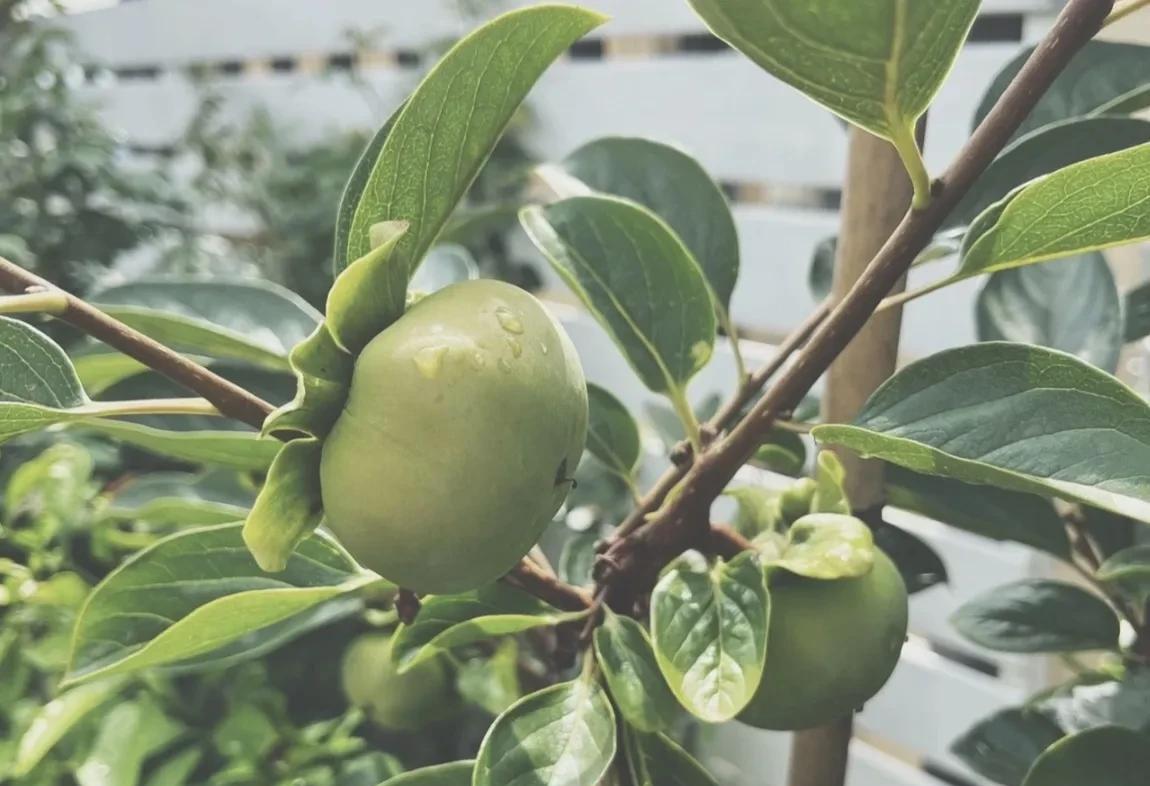 柿子生长期如何防落果,柿子九月份的病虫害管理