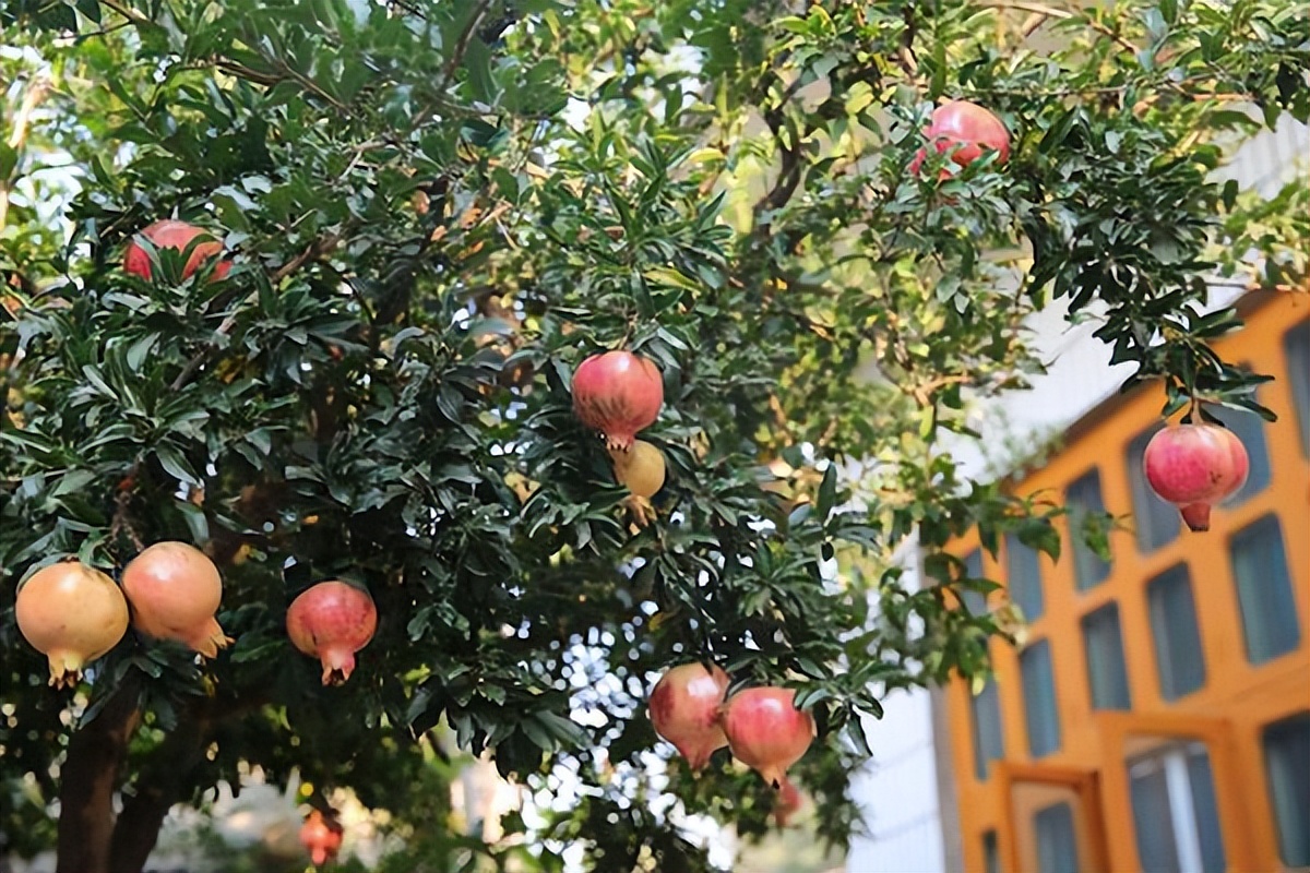 院里不栽三棵树,庭院里种一棵大树有什么说法