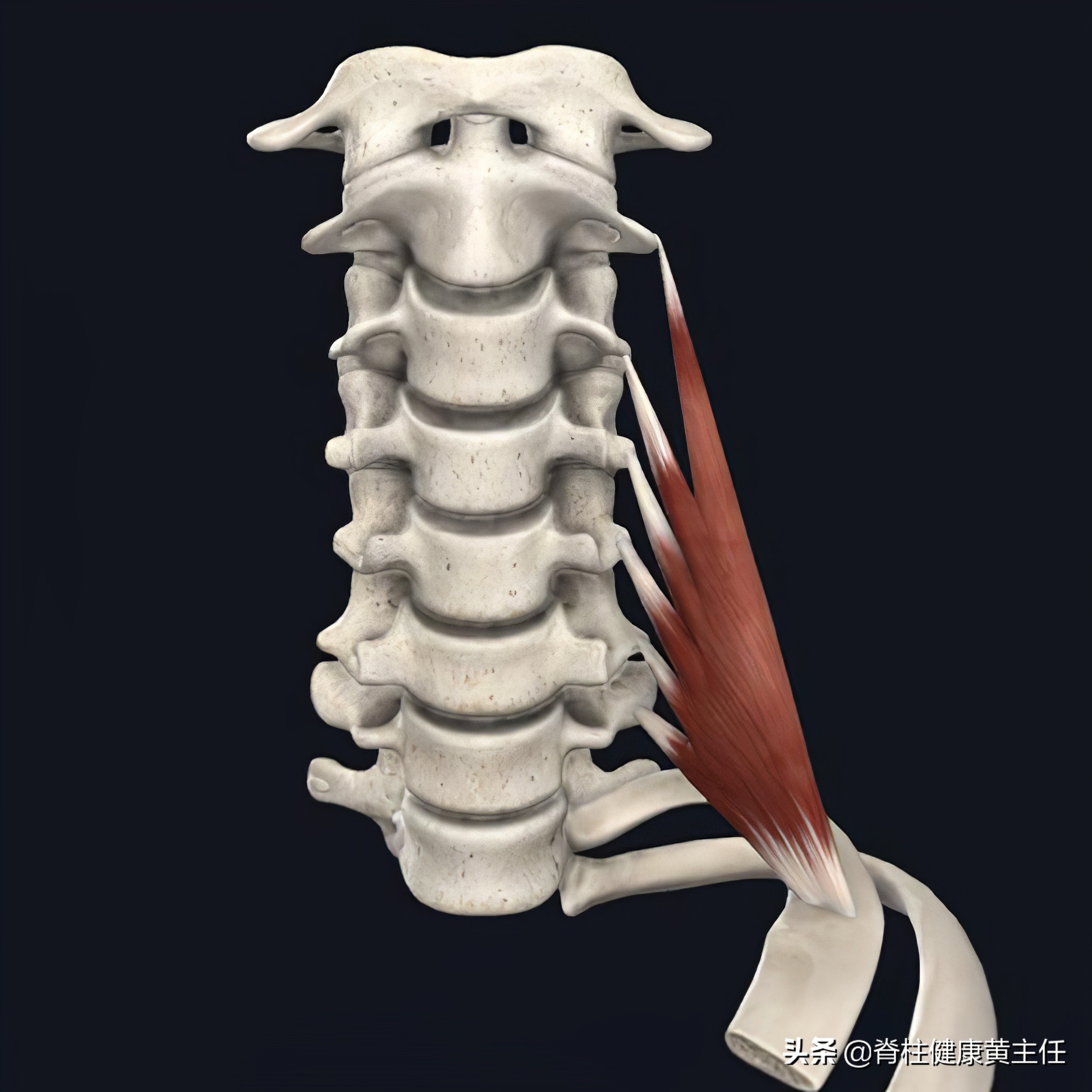 肩胛骨内侧疼痛如何检查,肩胛骨神经痛怎么辨别