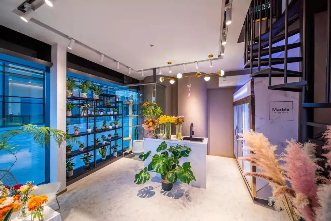 办公室必买的绿植,适合办公室的大型绿植大全