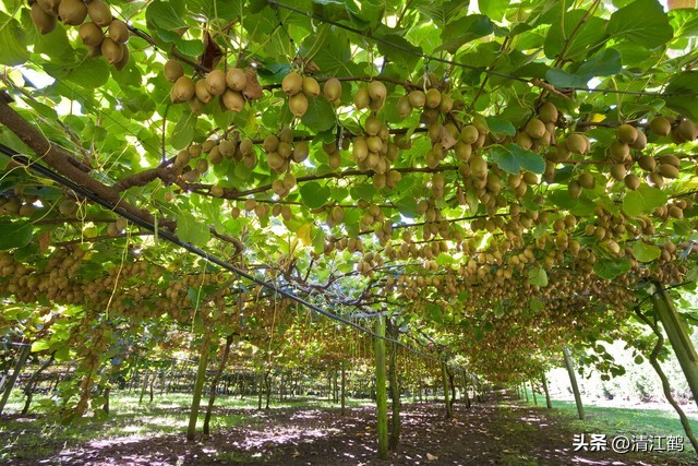 今年猕猴桃树冻害哪个省严重,猕猴桃如何防霜防寒