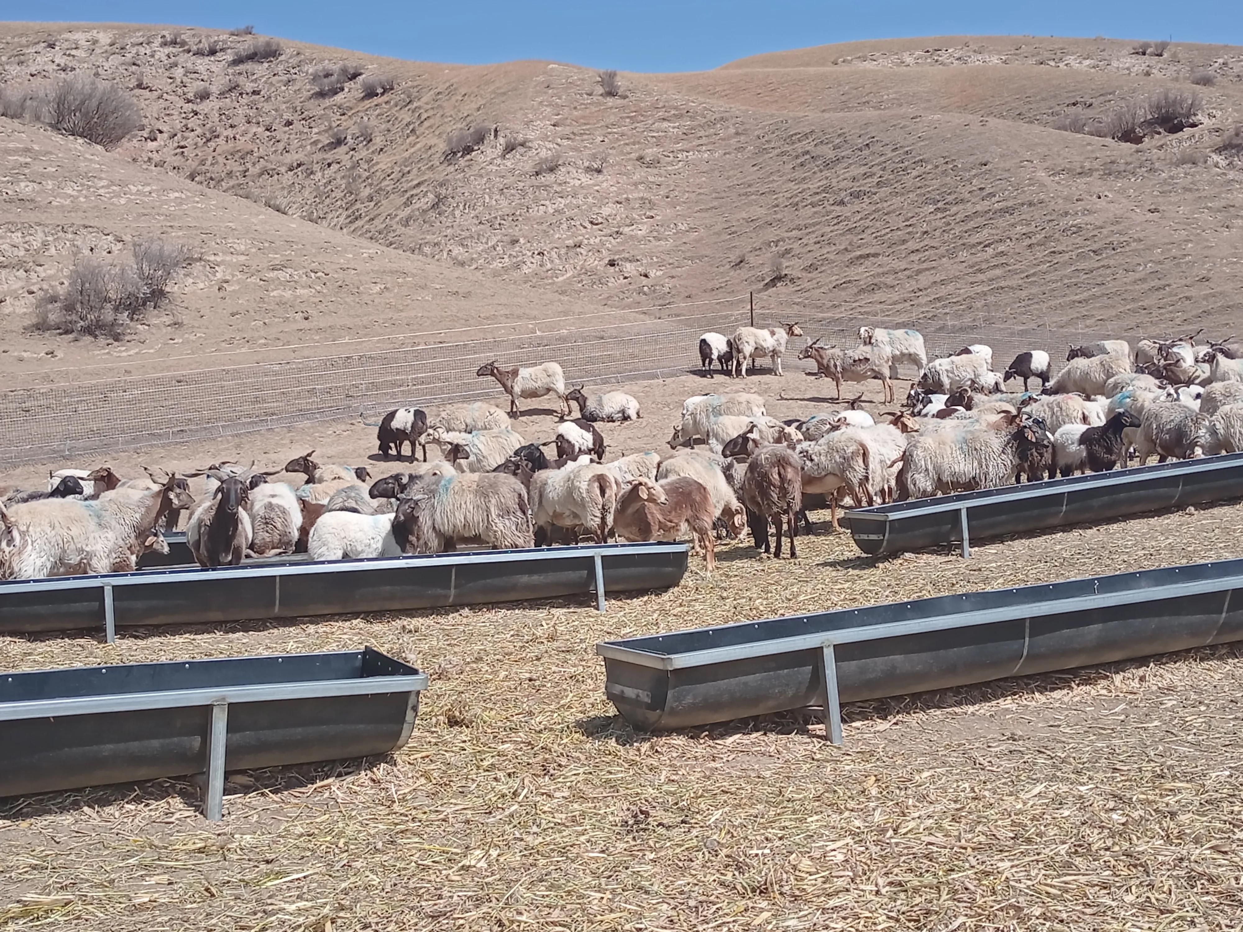 60斤羊可以杀多少肉和羊杂,60斤的羊杀完还剩多少斤
