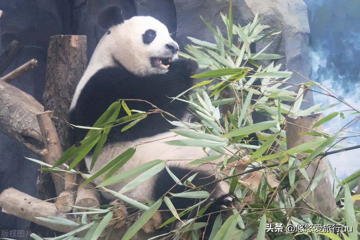 去成都旅游必去的十个地方,来成都必游之地有哪些