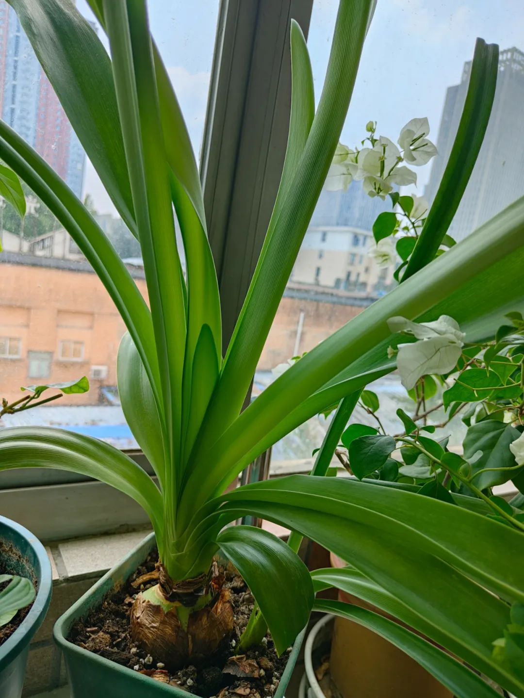 朱顶红在北方暖气屋里剪叶子吗,朱顶红剪叶子距根部多长剪合适