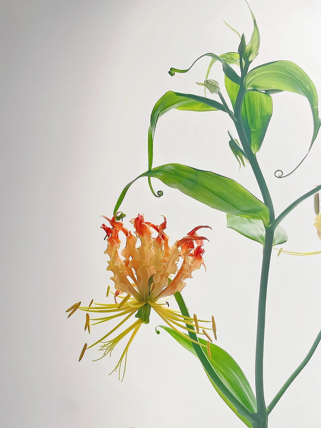 花艺教程花材打理知识,花艺教程常用花材及叶材有哪些