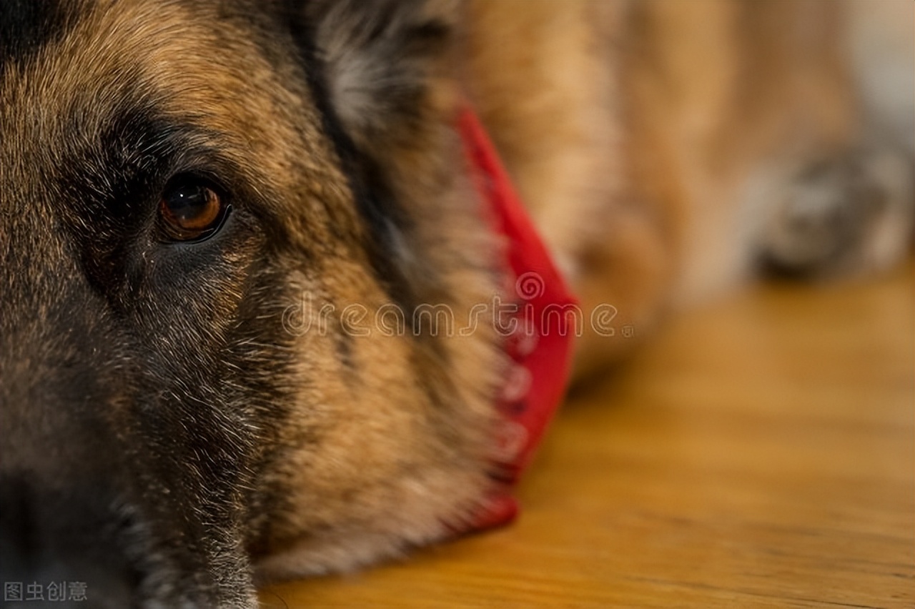 回忆爱犬,爱犬豆豆的快乐生活