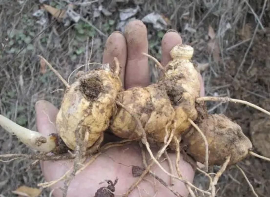 种植野生老虎姜,野生老虎姜种植视频