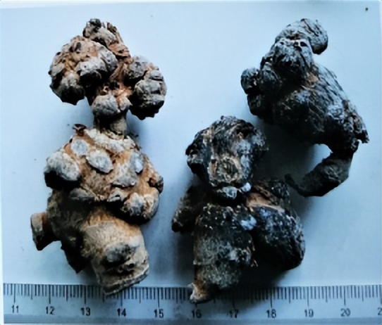 三七和金不换是一样的吗,金不换和三七是同一种中药吗