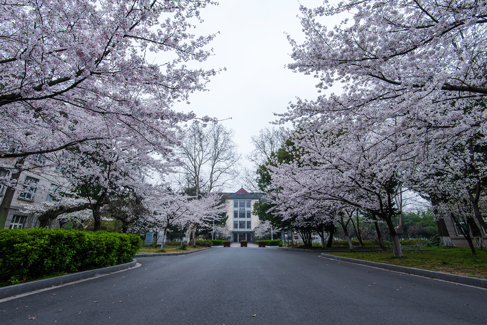 南京林业大学2023年校园招聘,2022南京林业大学公开招聘