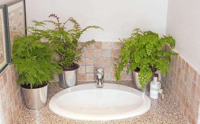 卫生间香花草,卫生间除臭植物花