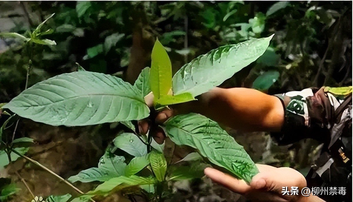 是“毒”还是“菜”？巧用微信“扫一扫”，*品毒**原植物立刻原形毕露！
