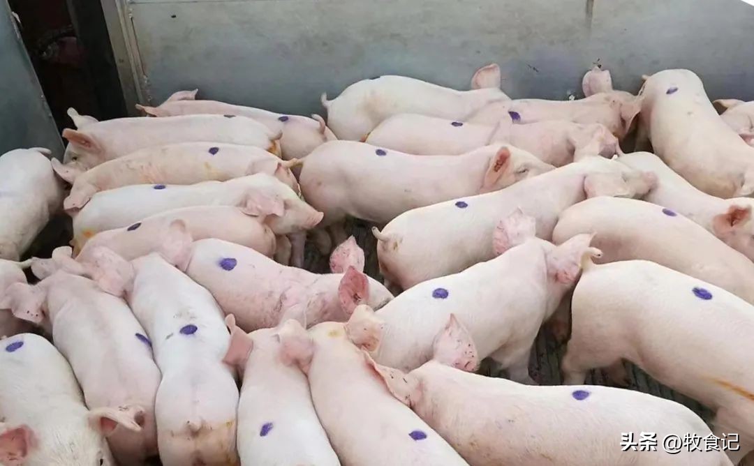 金新农预计出栏80万,金新农经营的范围很多吗