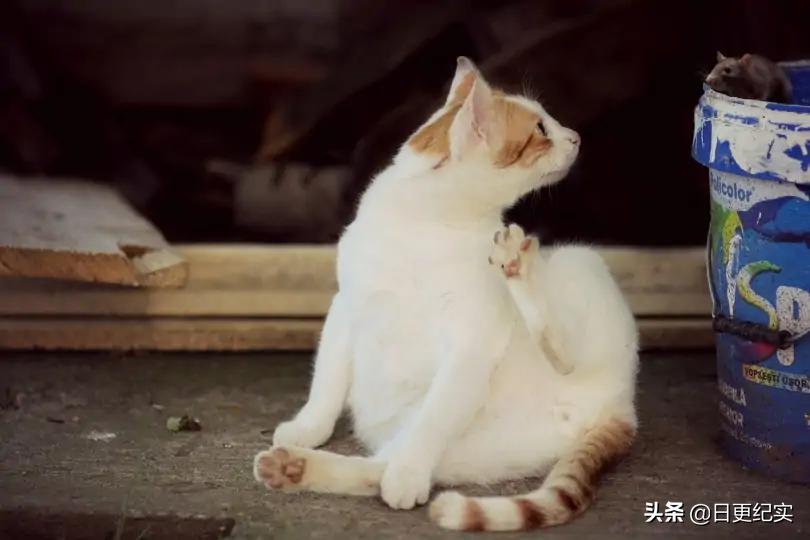 家里养猫可以驱赶老鼠吗,家里老鼠多养猫管用吗