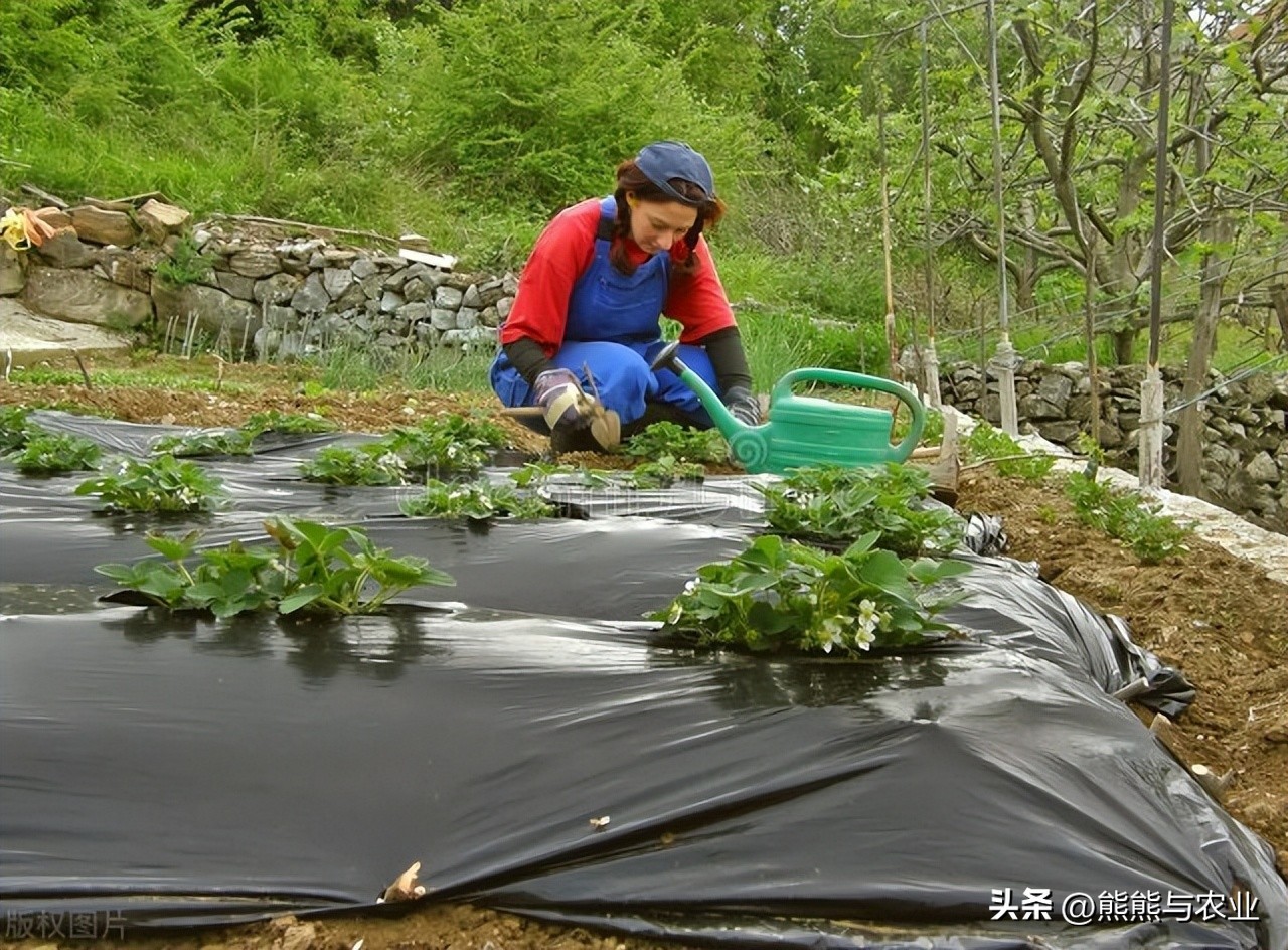 露天草莓种植视频播放,露天草莓种植方法