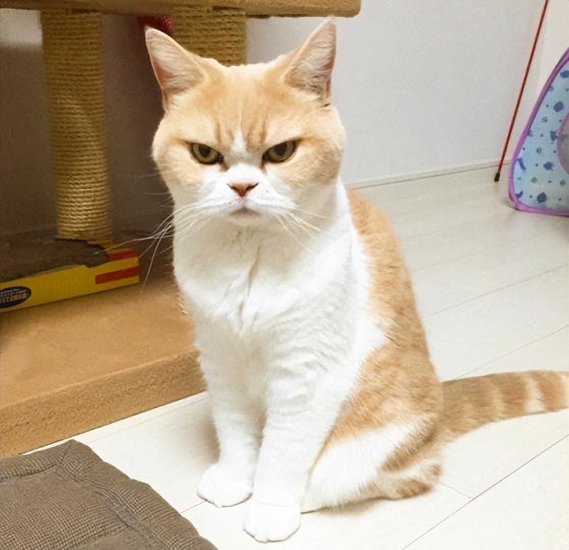 对猫咪过敏的症状怎么消除,如何看是不是对猫咪过敏