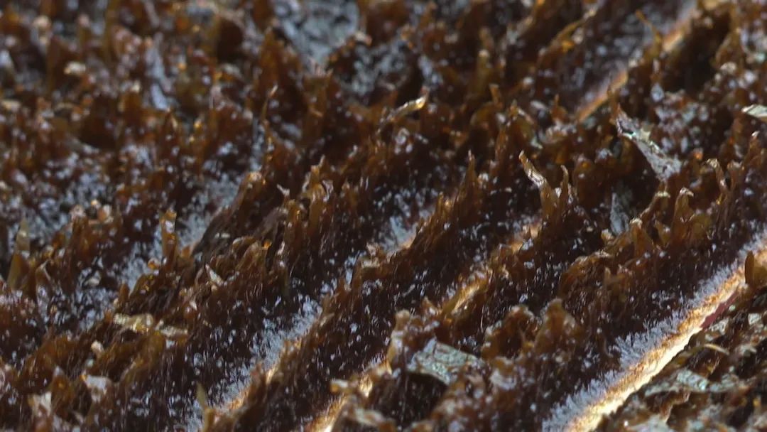 看似不起眼实则很赚钱,养殖场一年能赚多少钱