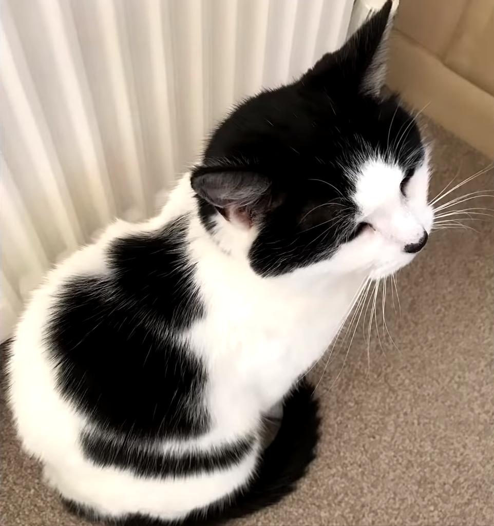 20张让人开怀大笑的猫咪照片,100张有趣猫咪照