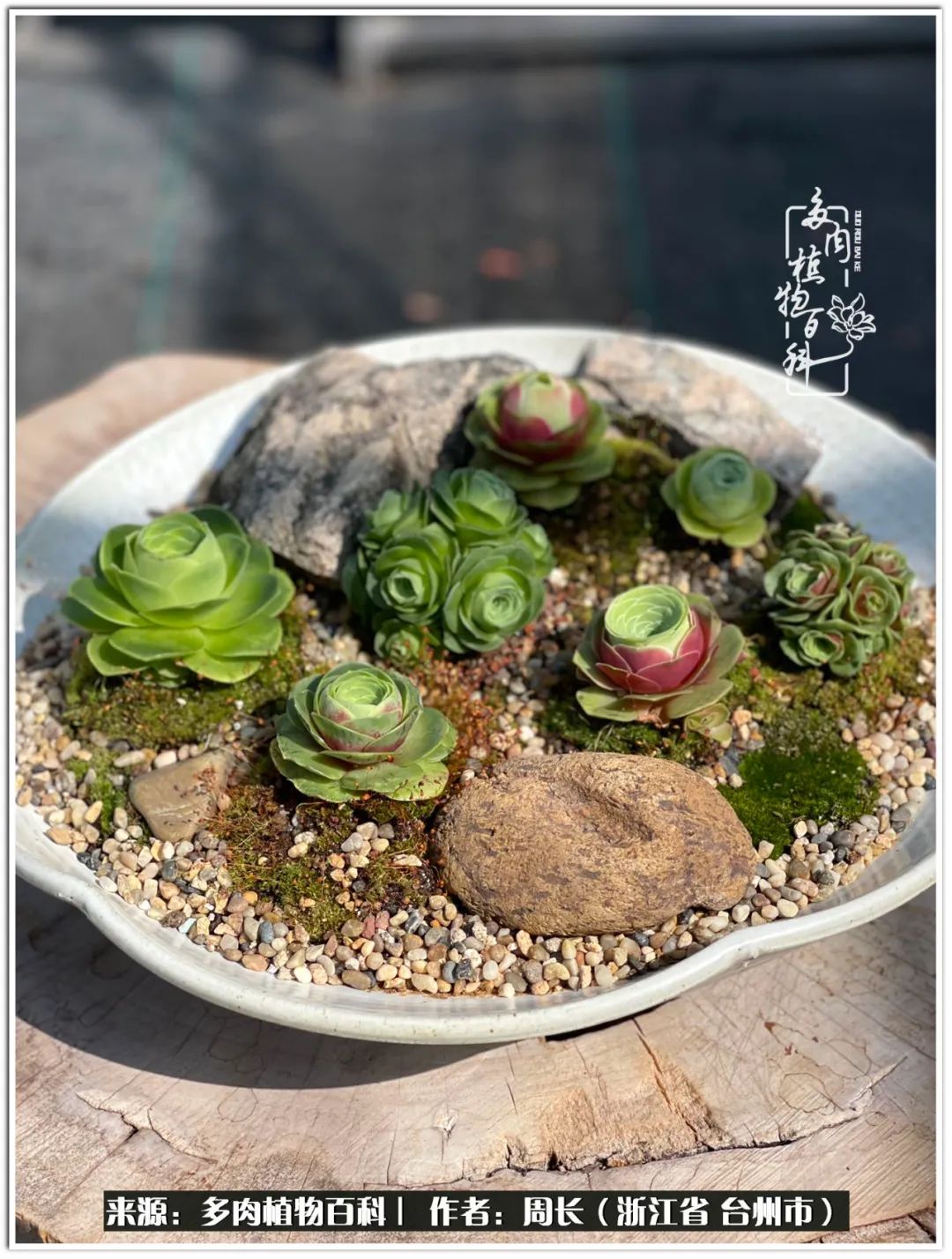 云南树脂粘土多肉组合拼盘创意,多肉拼盘的五个要点是什么